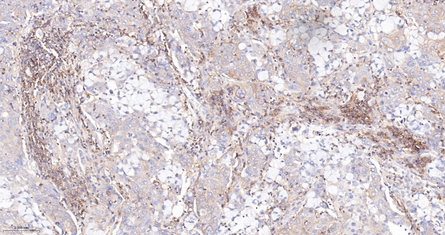 Rat anti-PTEN Monoclonal Antibody