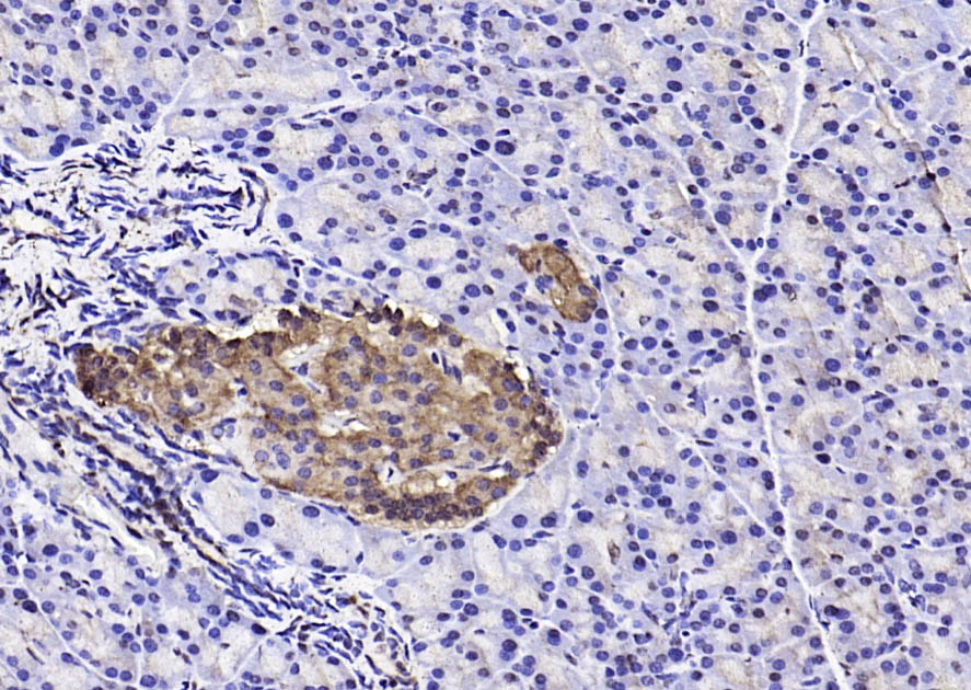 Rabbit anti-caspase-9 p10 Polyclonal Antibody
