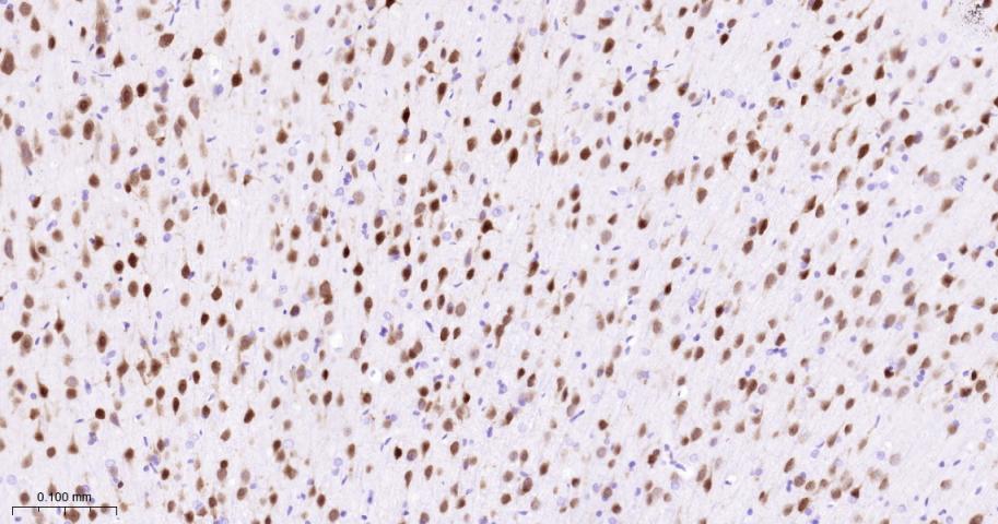 Rabbit anti-NeuN Monoclonal Antibody