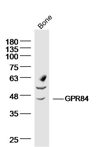 Rabbit anti-GPR84 Polyclonal Antibody