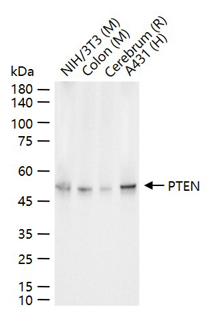 Rat anti-PTEN Monoclonal Antibody