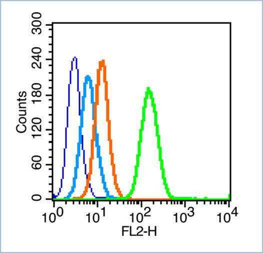 Rabbit anti-Phospho-IRS1(Ser636+Ser639) Polyclonal Antibody