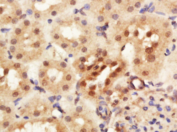Rabbit Anti-RNF7 Polyclonal Antibody