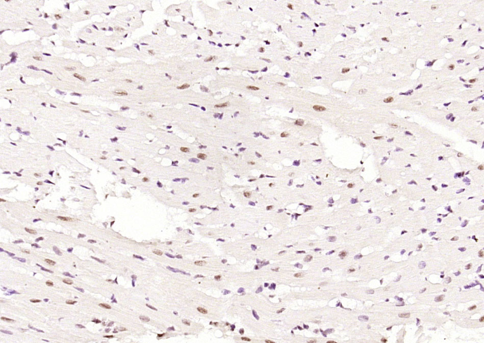 Rabbit anti-Phospho-AMPKα-1(Thr183) Polyclonal Antibody