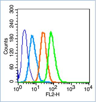 Rabbit anti-CD133 Antigen Polyclonal Antibody