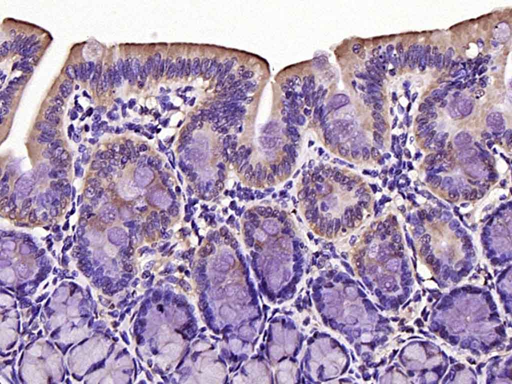 Rabbit anti-Phospho-FoxO1(Ser329) Polyclonal Antibody