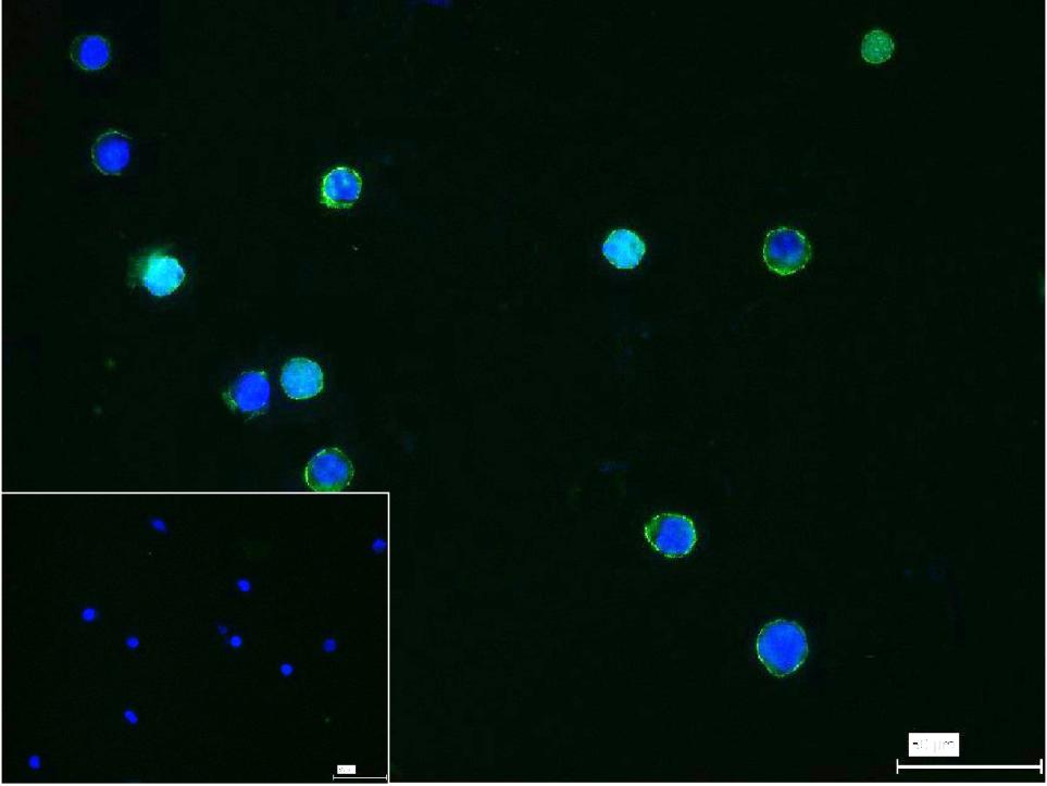 Rabbit anti-CD86 Polyclonal Antibody