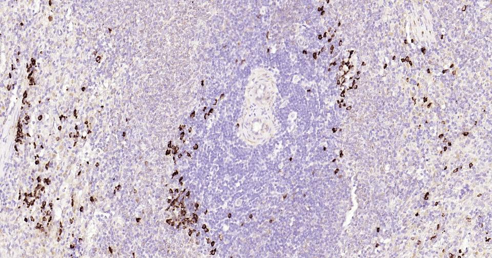 Rabbit anti-CD9 Monoclonal Antibody