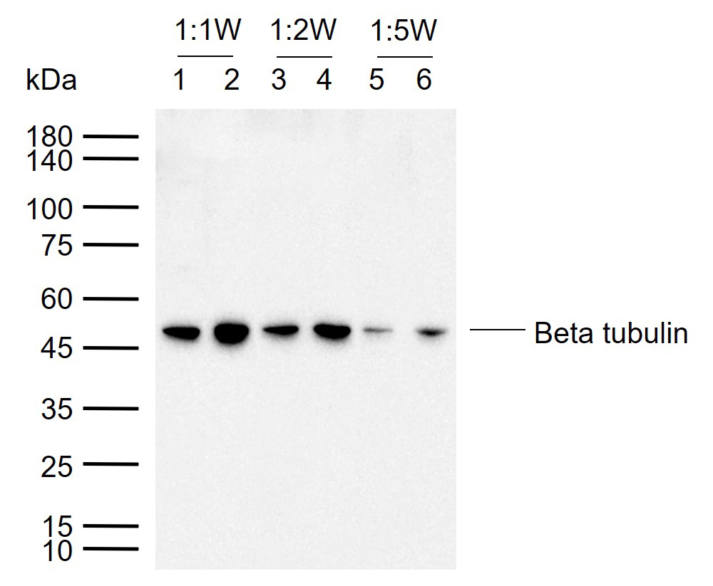 Rabbit anti-β-Tubulin Polyclonal Antibody