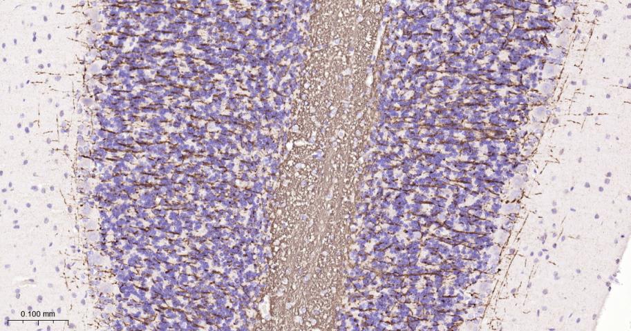 Rabbit anti-MBP Polyclonal Antibody