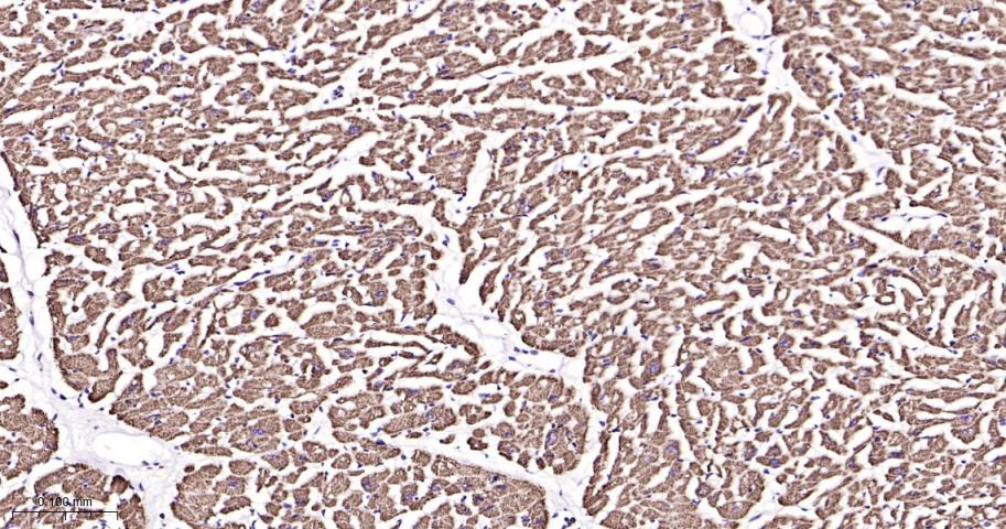 Rabbit anti-COX IV Monoclonal Antibody