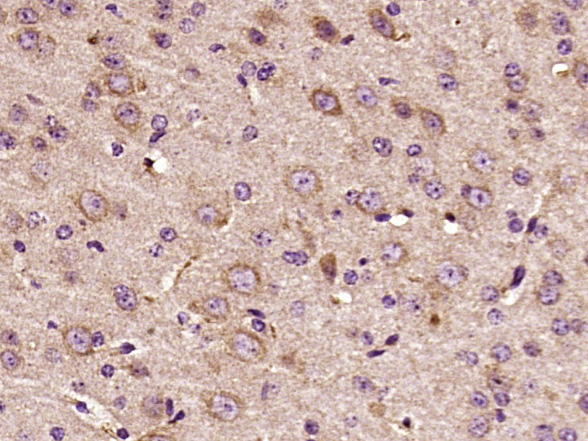 Rabbit anti-Phospho-ERBB3(Tyr1289) Polyclonal Antibody