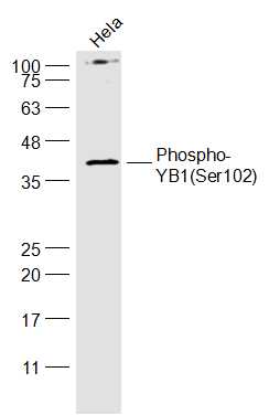 Rabbit anti-Phospho-YB1(Ser102) Polyclonal Antibody