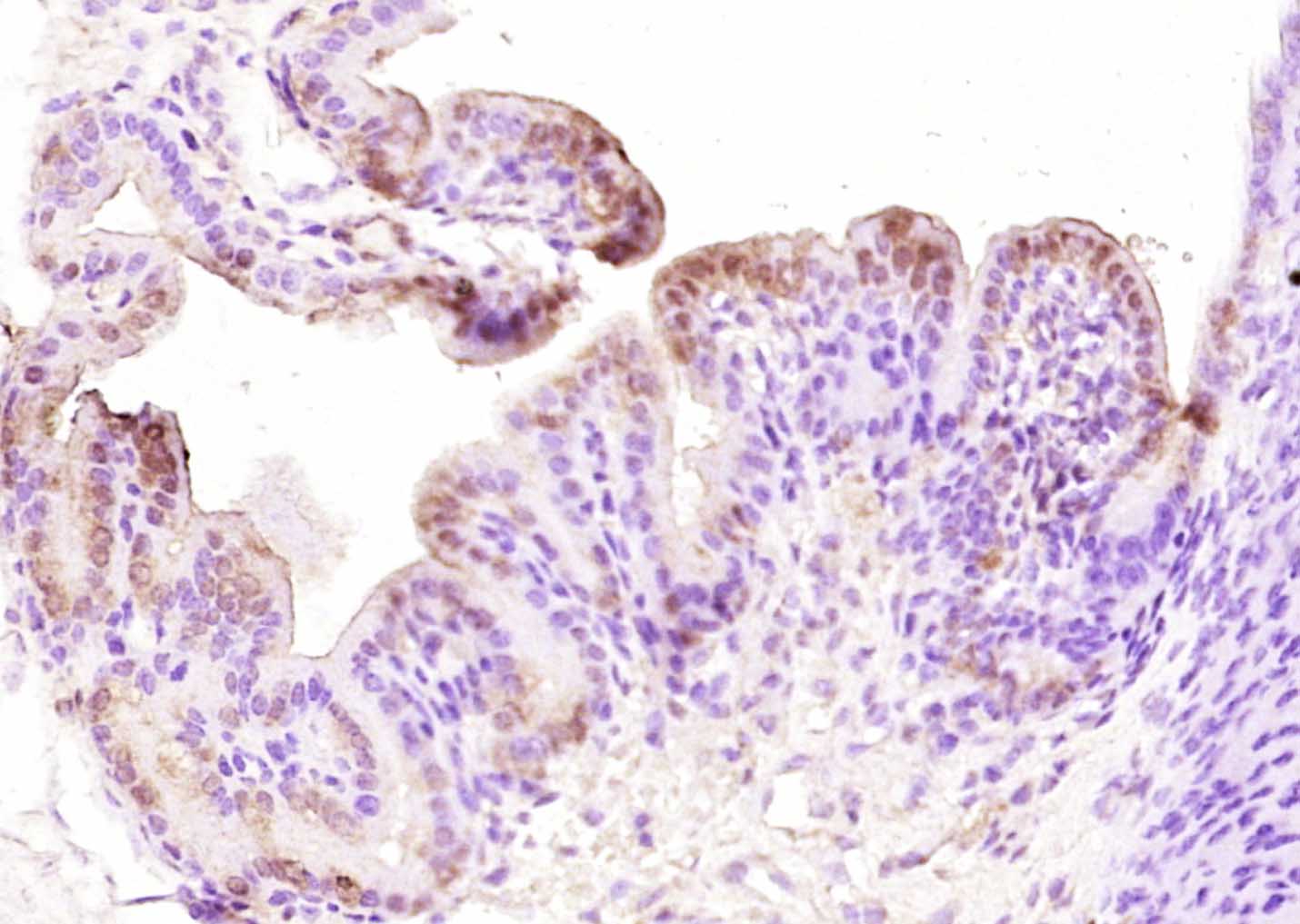 Rabbit Anti-HOXB4 Polyclonal Antibody