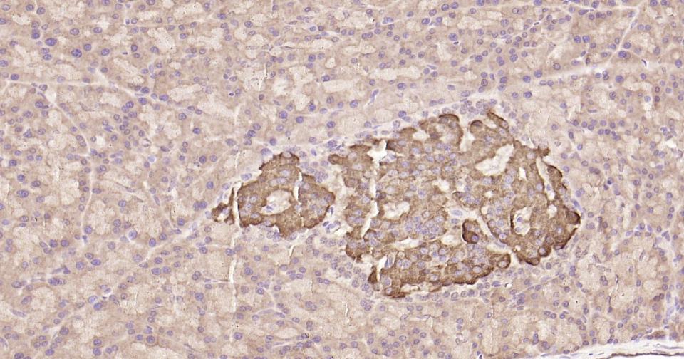 Rabbit anti-Stat3 Monoclonal Antibody