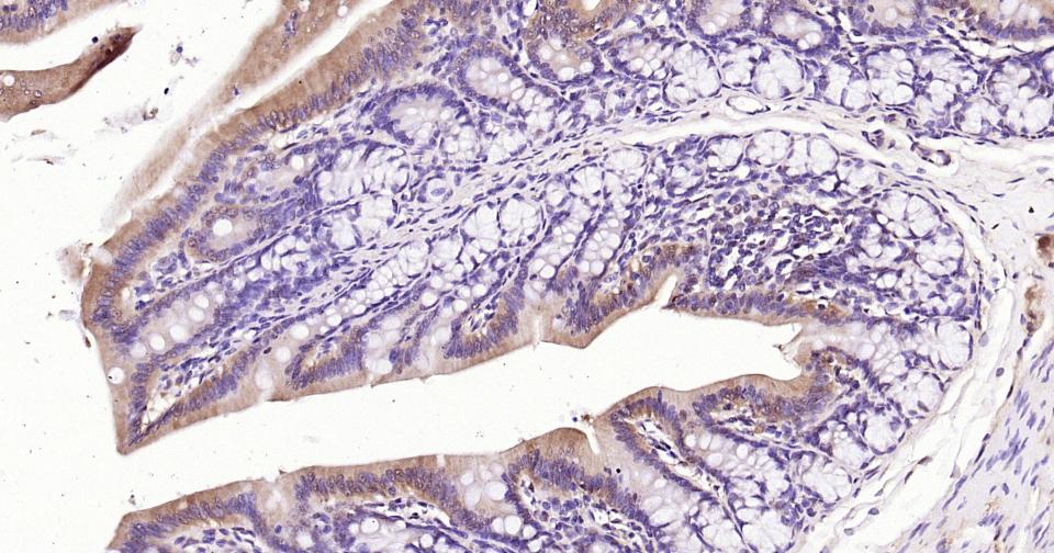 Rabbit anti-GAPDH Polyclonal Antibody