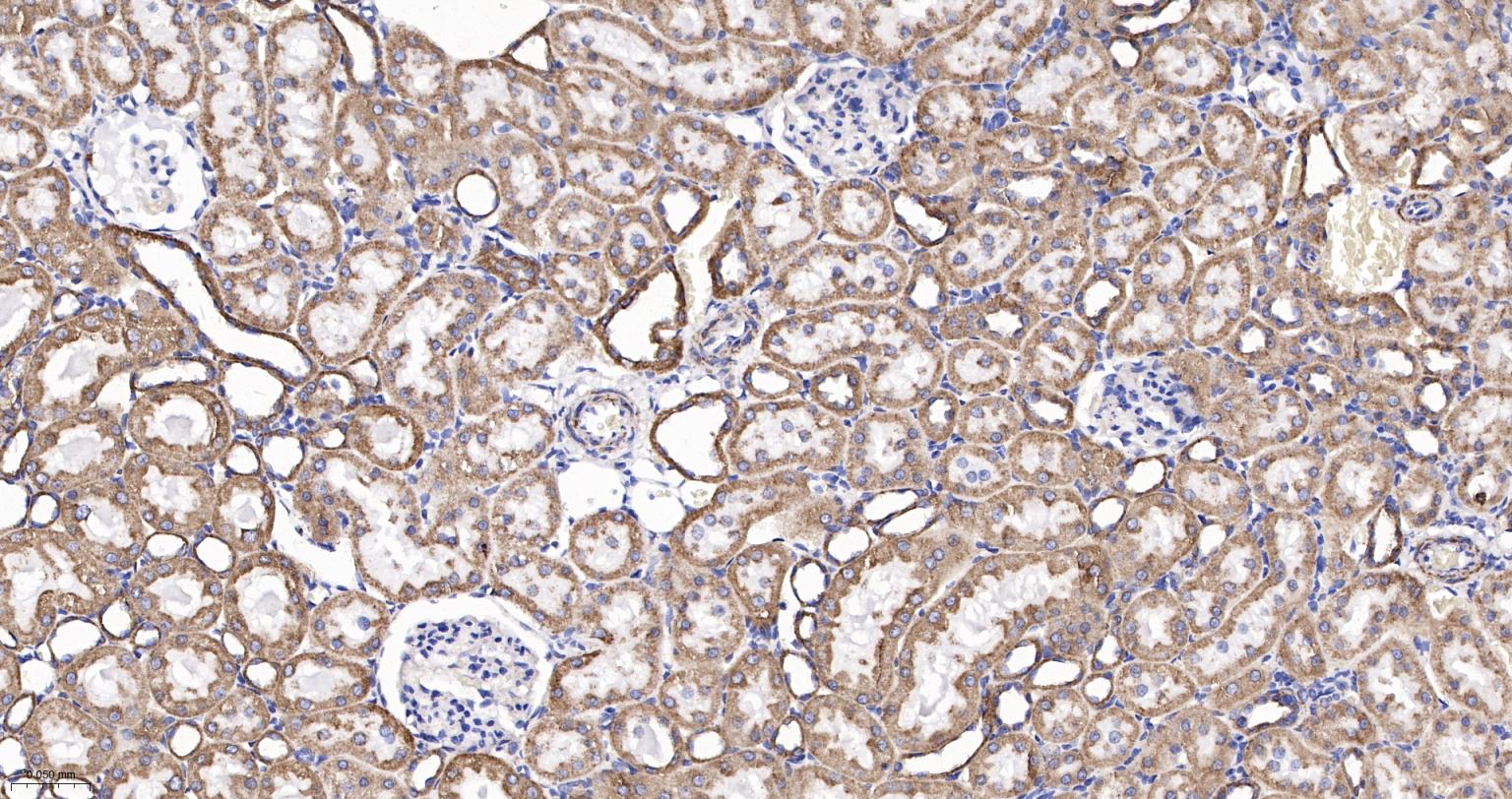Rabbit anti-Cytochrome C Monoclonal Antibody