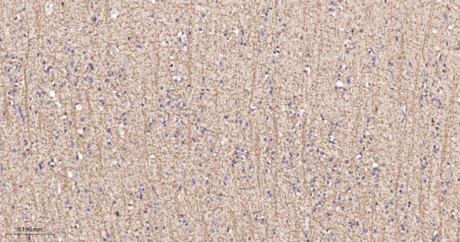 Rabbit anti-SIRT2 Monoclonal Antibody