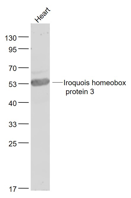 Rabbit anti-Iroquois Homeobox Protein 3 Polyclonal Antibody