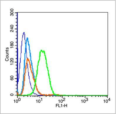 Rabbit anti-Phospho-P53(Thr55) Polyclonal Antibody