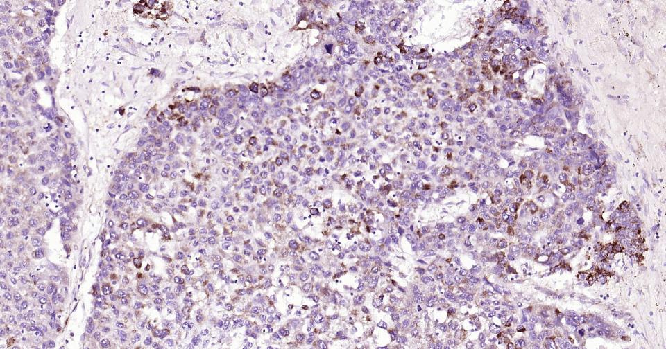 Rabbit anti-Cytochrome C Monoclonal Antibody