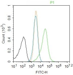 Rabbit anti-Caspase-1 P10 Polyclonal Antibody