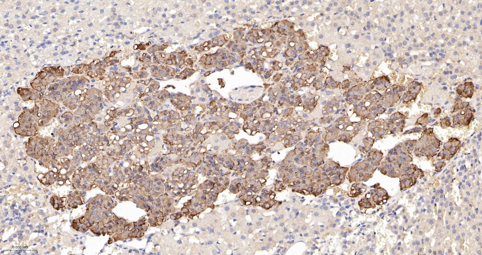 Rat anti-PTEN Monoclonal Antibody