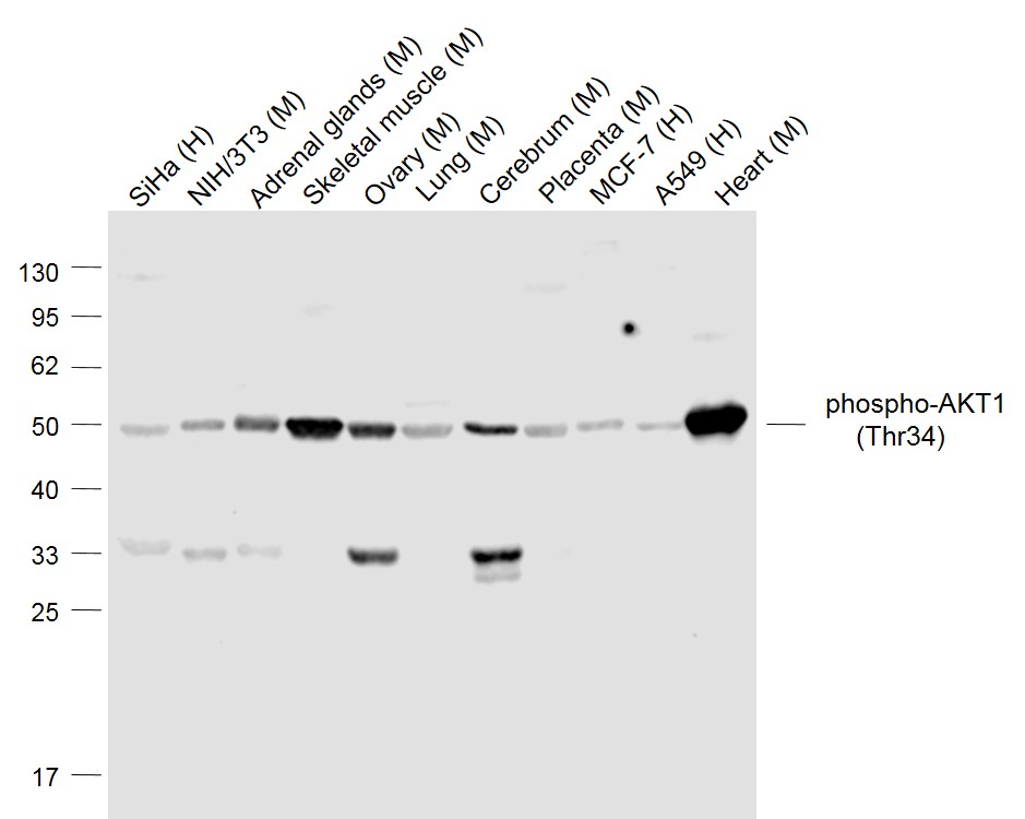 Rabbit anti-Phospho-AKT1(Thr34) Polyclonal Antibody