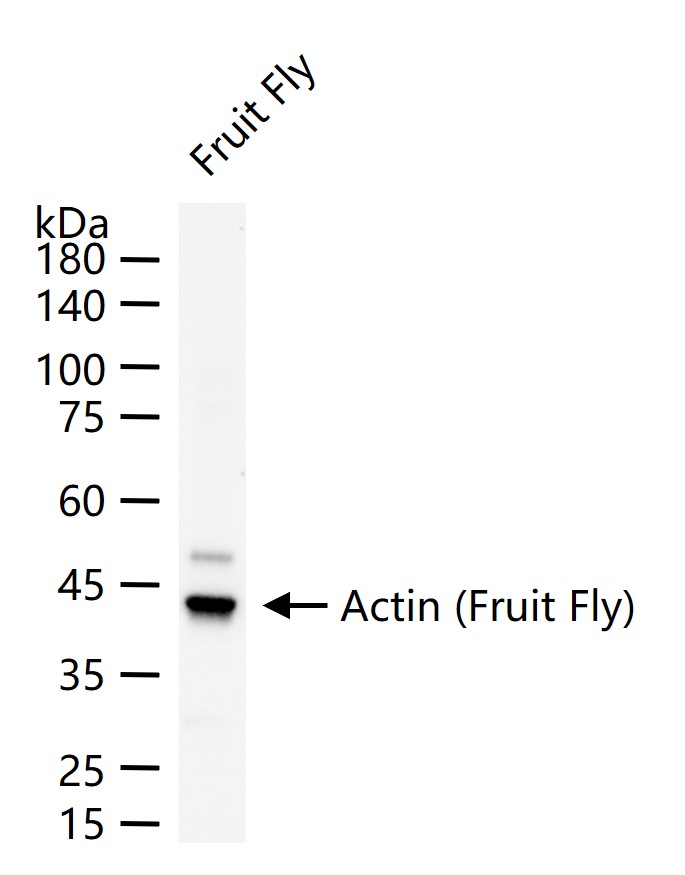 Mouse anti-Actin(Fruit Fly,  Loading Control) Monoclonal Antibody