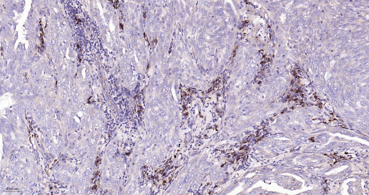 Rabbit anti-Bax Monoclonal Antibody