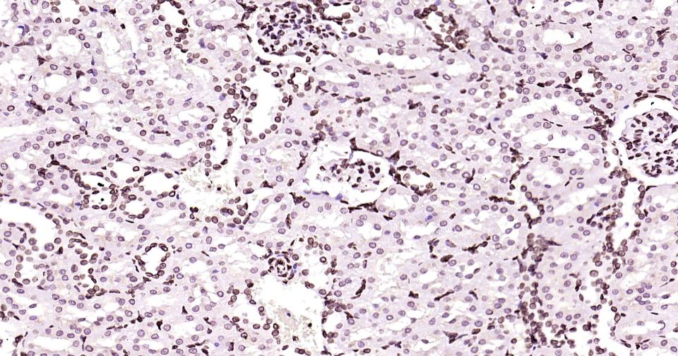 Rabbit anti-Lamin B1 Monoclonal Antibody