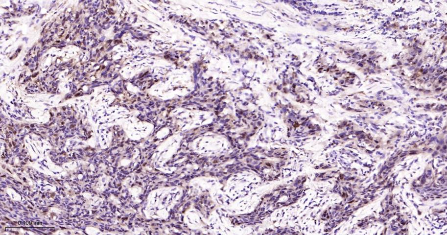 Rabbit anti-HSP70 Monoclonal Antibody
