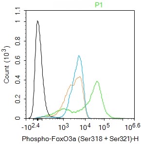 Rabbit anti-Phospho-FoxO3a(Ser318+Ser321) Polyclonal Antibody