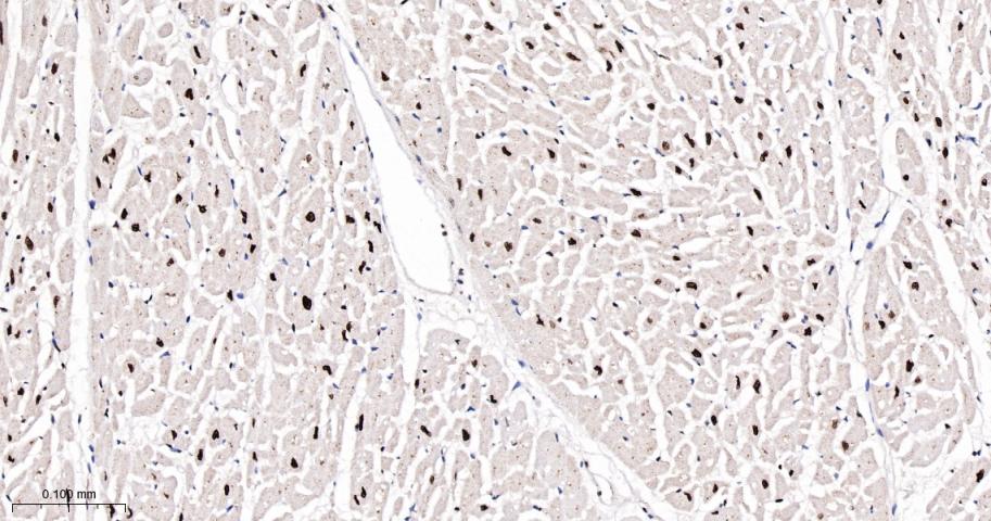 Rabbit anti-Cyclin E1 Monoclonal Antibody