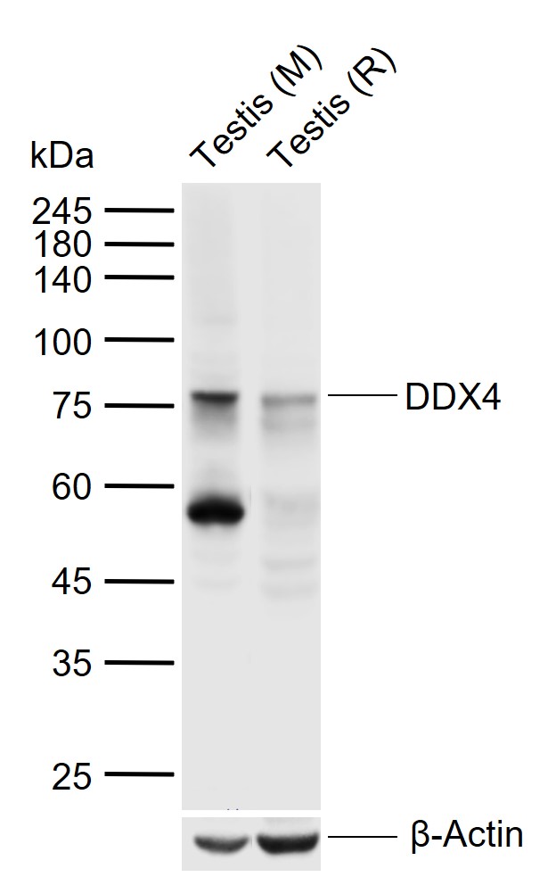 Rabbit anti-DDX4 Polyclonal Antibody