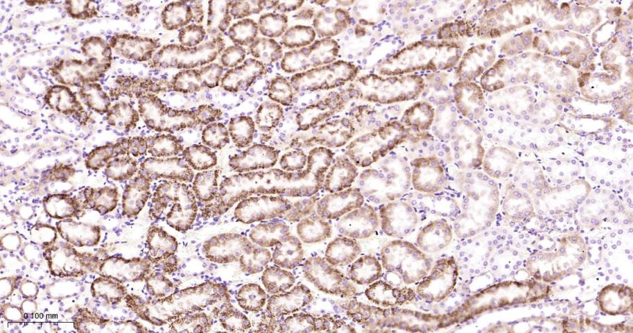 Rabbit anti-COX IV Monoclonal Antibody