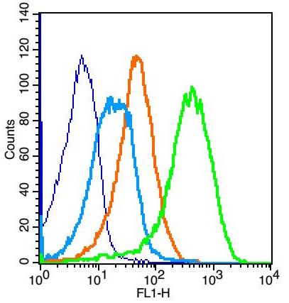 Rabbit Anti-GPRC5B Polyclonal Antibody