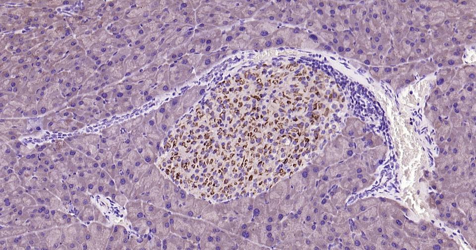 Rabbit anti-Caspase-9 Monoclonal Antibody