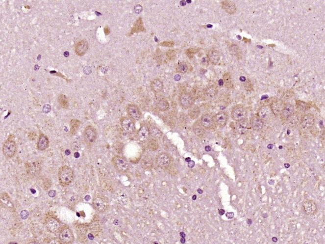 Rabbit Anti-factor V Polyclonal Antibody