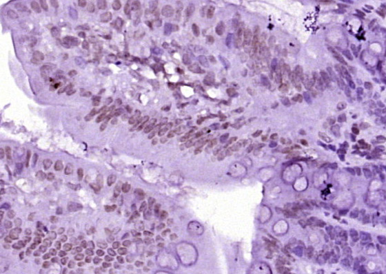 Mouse anti-MonoMethyl-Histone H3(Lys9) Monoclonal Antibody(3F8)