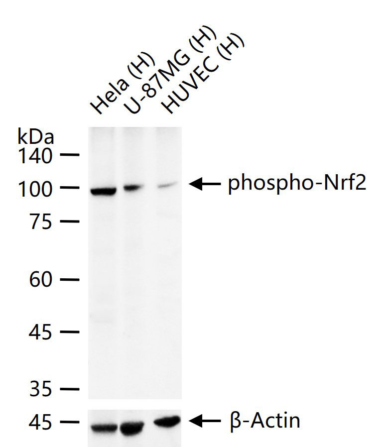 Rabbit anti-Phospho-Nrf2(Ser40) Monoclonal Antibody