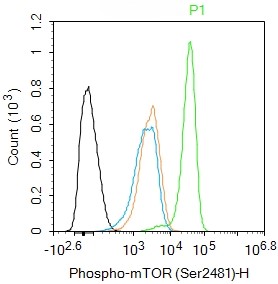 Rabbit anti-Phospho-mTOR(Ser2481) Polyclonal Antibody