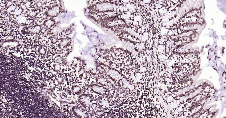 Rabbit anti-Lamin B1 Monoclonal Antibody