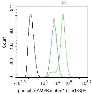 Rabbit anti-Phospho-AMPKα-1(Thr183) Polyclonal Antibody