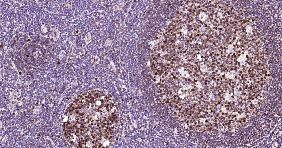 Rabbit anti-Phospho-Nrf2(Ser40) Monoclonal Antibody
