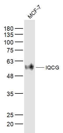 Rabbit Anti-IQCG Polyclonal Antibody