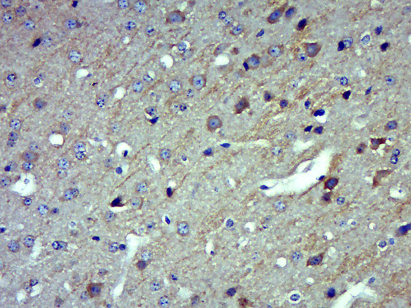 Rabbit anti-WNT4 Polyclonal Antibody