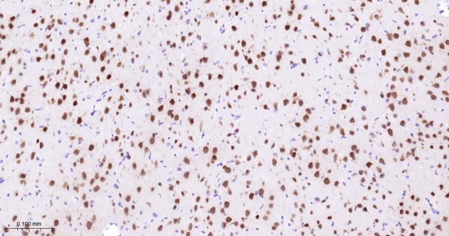 Rabbit anti-NeuN Monoclonal Antibody