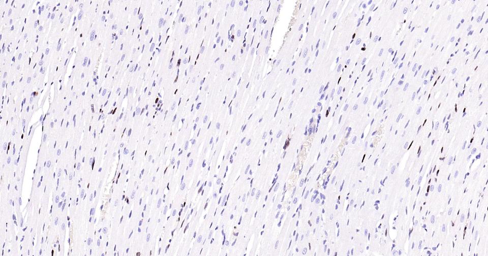 Rabbit anti-PCNA(Nuclear Loading Control) Monoclonal Antibody