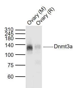 Rabbit anti-Dnmt3a Polyclonal Antibody